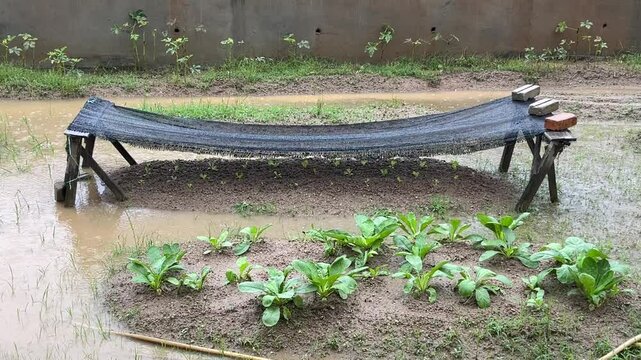 Vegetable garden with black sunshade net in mud during rain.
