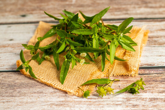 Bhringraj, known as False Daisy (Eclipta alba), is a powerful Ayurvedic herb used for promoting hair growth, liver health, and skin wellness.
