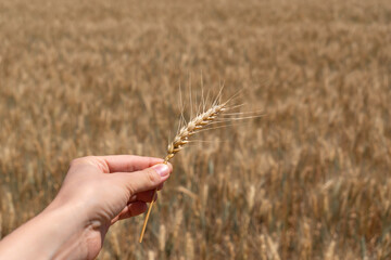 A single ear of ripe wheat in a human hand with a beautiful bokeh background of a golden field.Harvest time. Hand gently holds a stalk of grain, representing the connection between nature and humanity