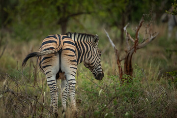 A plains zebra viewed from the back