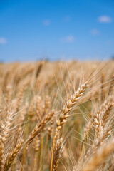 Rpe ears of wheat against a clear blue sky. Food industry and farming concept. Scenic view of golden wheat field on a sunny day.Beautiful symbol of the rich harvest season.Agricultural landscape