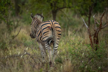 A plains zebra with a gash on its behind from a lion attack
