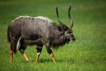 A male nyala walking in a field