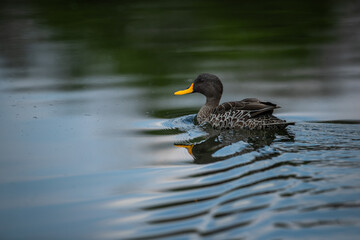 Yellow billed duck wading in a pond