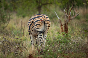 A plains zebra with a gash on its behind from a lion attack
