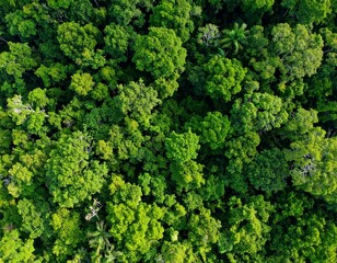 Naklejka premium Tropical forest canopy