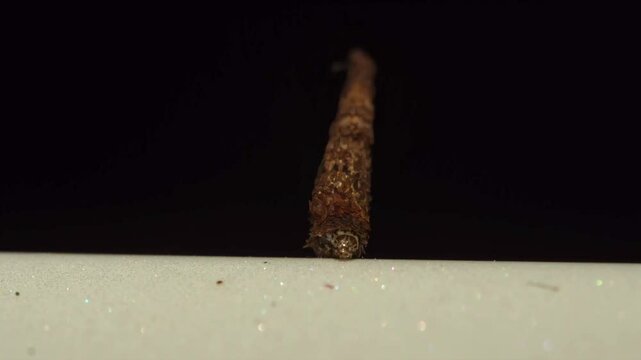 Macro videography of Bagworm moth caterpillars are known for the distinctive, bag-like cases, Mahe Seychelles 30fps.mov