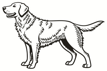 Majestic Golden Retriever Illustration Black and White Standing Portrait Detailed Furry Texture Classic Canine Companion