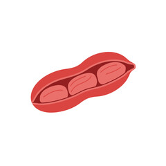 Simple Illustration of an Open Peanut Pod with Three Visible Kernels.