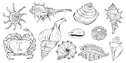 Graphic set of seashells and sea animals, underwater world elements. Hand drawn illustration in black ink in sketch style. Design for packaging design, print, textile