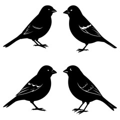 Four black birds isolated on white background facing each other