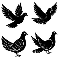 Four black pigeons isolated on white background in various poses