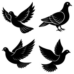 Four black pigeons isolated on white background are flying around