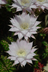 Fiori bianchi di pianta grassa - cactus