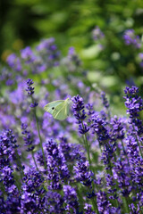 lavendelfeld mit schmetterling