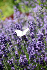 lavendelfeld mit schmetterling