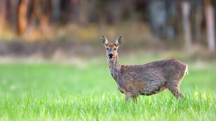 Roe deer doe in gestation in moult in alert eating grass in a clearing. Capreolus capreolus, Touraine, Indre et Loire 37, région Centre Val de Loire, France, European Union, Europe