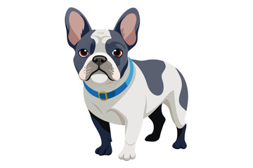 Illustrative French Bulldog with Blue Collar Stands Proudly Against a Clean White Backdrop, Showcasing its Distinctive Markings and Alert Expression