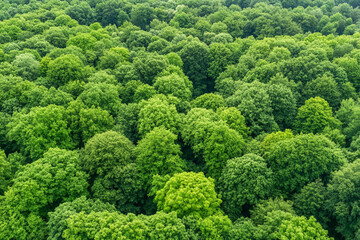 Capturing vibrant forest canopy from above using drone technology