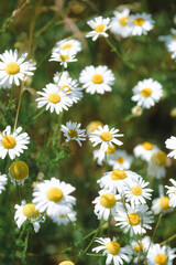 Fresh real daisy flowers, blossoms, growing in green meadow grass on a warm sunny spring summer day