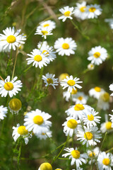 Fresh real daisy flowers, blossoms, growing in green meadow grass on a warm sunny spring summer day