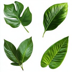 Fototapeta premium Four Lush Green Tropical Leaves Isolated On White Background