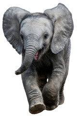 Obraz premium A playful young elephant in a dynamic running pose against a plain white background.