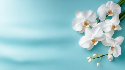 Obraz premium Beautiful arrangement of white orchids against a calming soft blue background, showcasing their delicate petals and vibrant center details, perfect for floral designs.