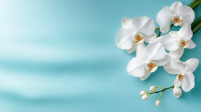 Beautiful arrangement of white orchids against a calming soft blue background, showcasing their delicate petals and vibrant center details, perfect for floral designs.