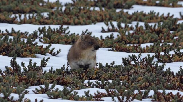 Wide-angle shot of a marmot in a snowy, shrub-dotted landscape. The video captures the serene, natural habitat from a low perspective.