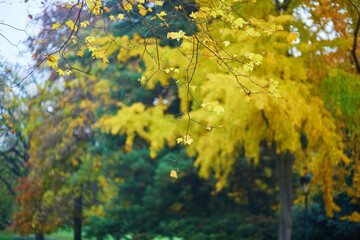 Ginkgo tree with yellow golden autumn leaves on a fall day.