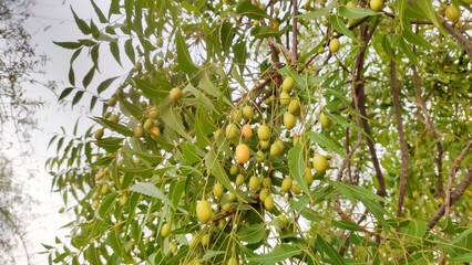 Ripped fruits of Azadirachta Indica, Neem fruits, ripped Nimboli fruits
