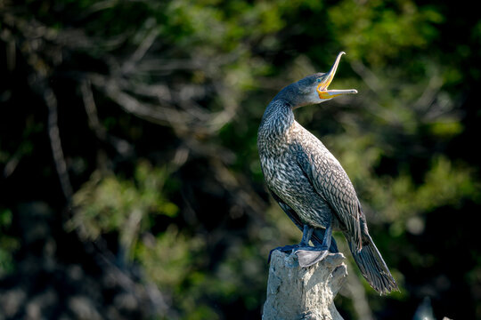 Cormorant has its biggest mouth