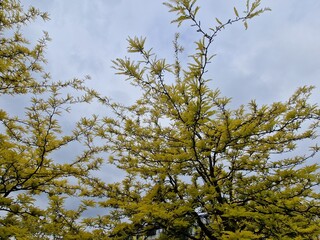 is a deciduous tree, native to North America. It grows to a height of 20-30 m and forms a tree with...