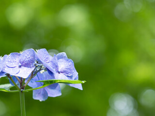 青紫の紫陽花