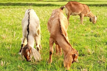 Goat eating grass in a green grass field