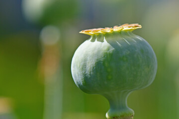 opium poppy with capsule in a garden in summer