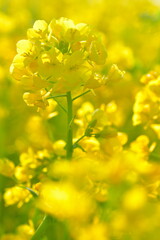 春の福島潟と菜の花（新潟県）