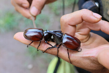 Two stag beetles are fighting each other with their horns on the hands of a beetle catcher who uses them for sport and gambling during the early winter in Thailand.