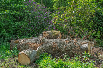 A cut down sweet chestnut tree left to rot in the natural environment.
