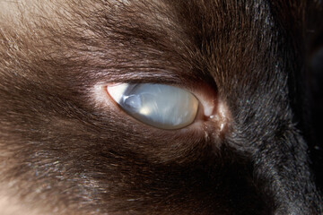 Close-up of blind eye of siamese cat revealing unique blue cloudy reflection detail.