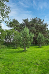 Newly planted Scots Pine trees