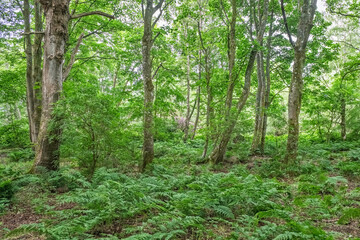 Dense woodland near Troon Scotland