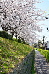 春のやすらぎ堤（新潟県）