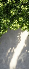 Obraz premium Lush Green Leaves Casting Shadows on a Light Gray Wall Surface