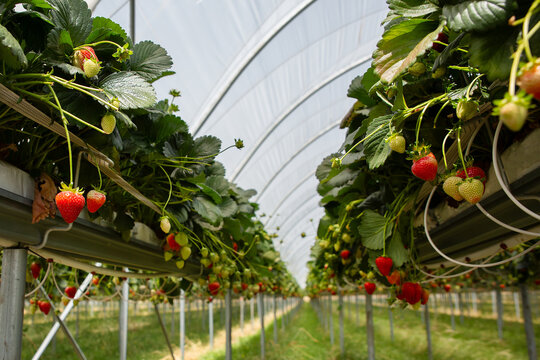 Strawberries ready to be picked