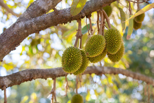Durian fruit growing in an orchard