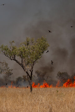 A fire burning in dry grass with birds flying overhead