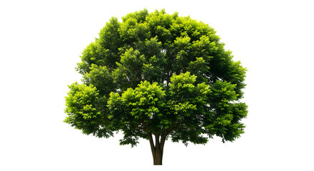 Fototapeta premium Lush green deciduous tree with textured bark isolated on transparent background