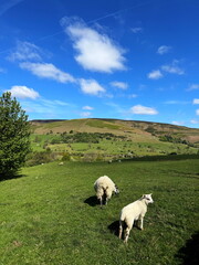 Sheep and lamb grazing on a lush green pasture in the Peak District, with rolling hills and blue...